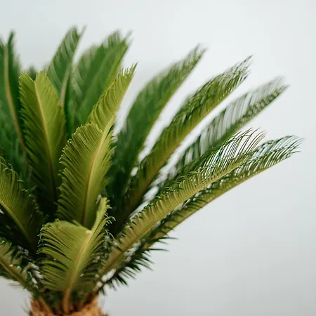 Emblematico F24-only Adults 3* Santa Cruz de Tenerife