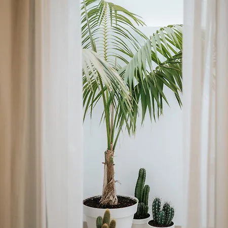 Emblematico F24-only Adults Santa Cruz de Tenerife